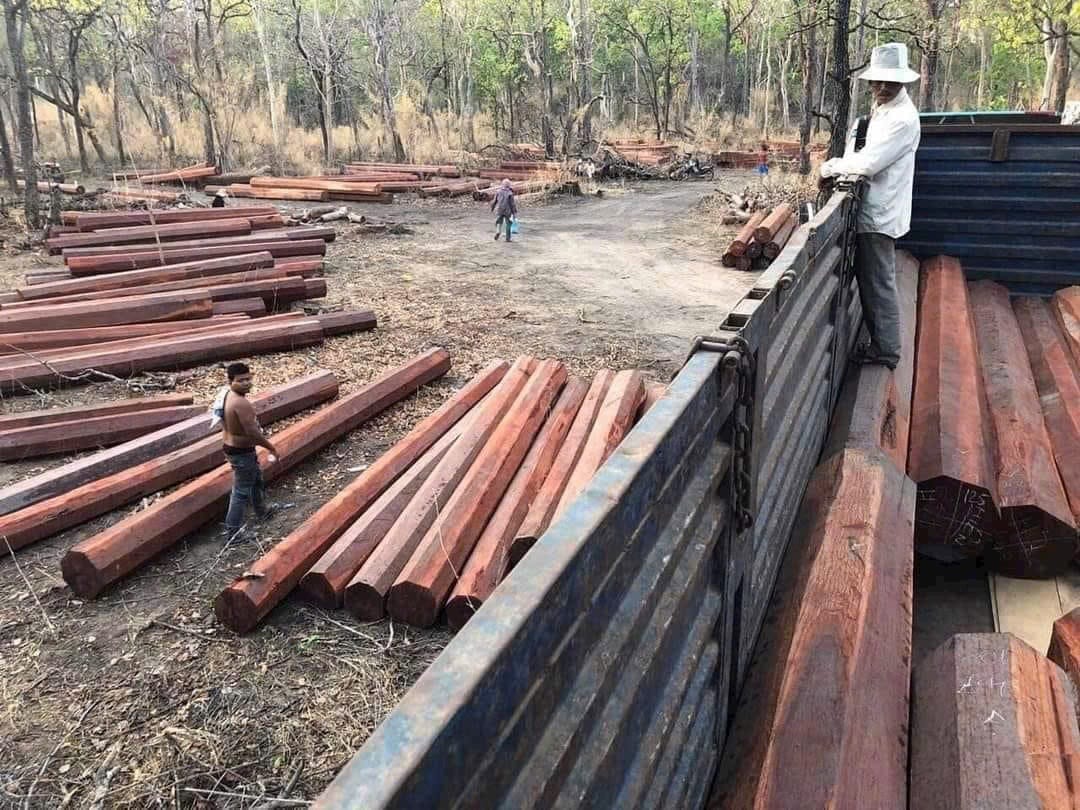 cột gỗ Sến, gỗ làm nhà gỗ