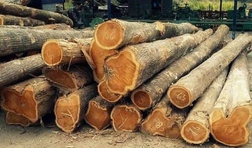 Gỗ Teak (Giá Tỵ)