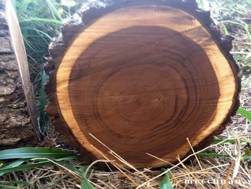 gỗ óc chó walnut