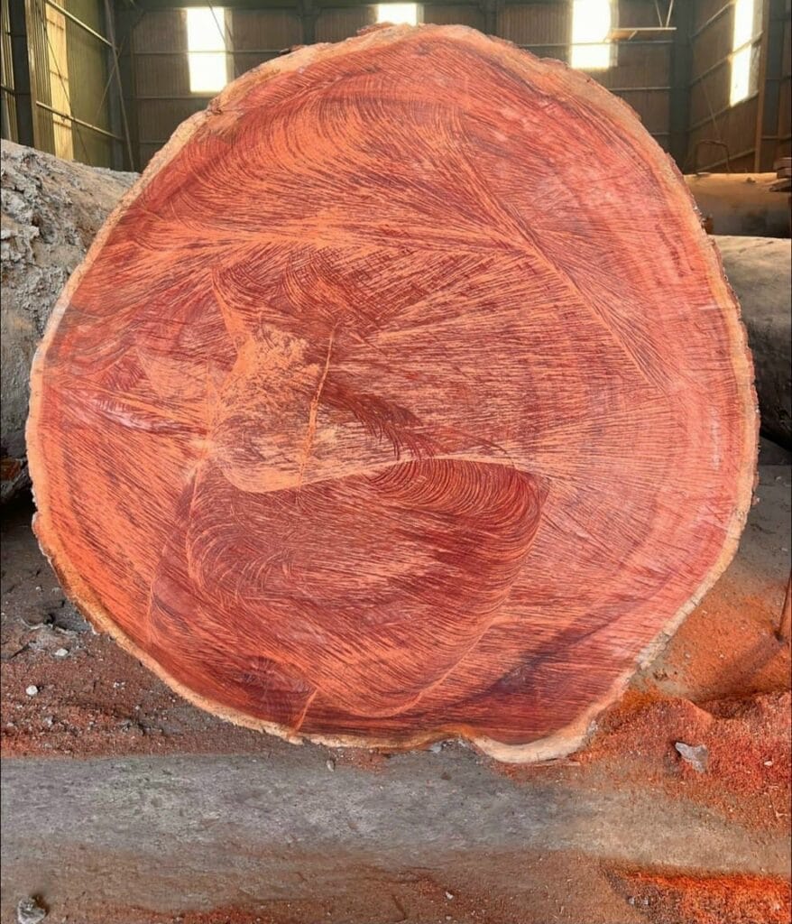 gỗ Sến Việt