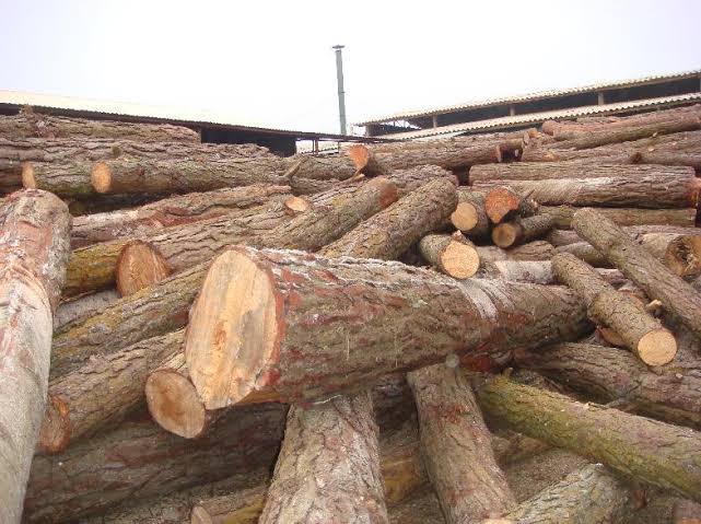 Gỗ Thông (Pine)