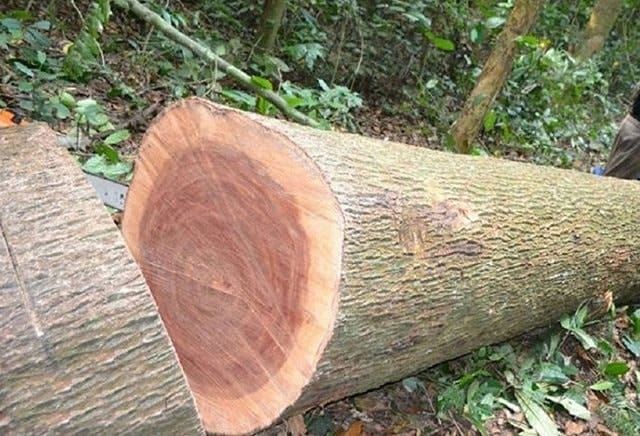 Gỗ Xoan Đào (Xoan Dao/Mahogany family)