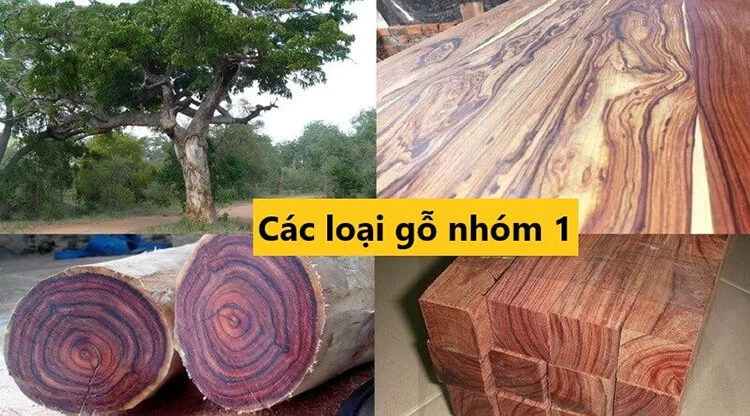 các loại gỗ nhóm 1